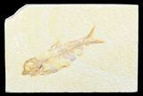 Detailed Fossil Fish (Knightia) - Wyoming #176395-1